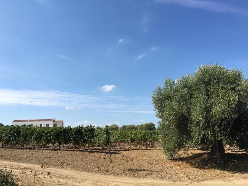 Serra Niedda Resort & Agriturismo Sorso Eksteriør billede